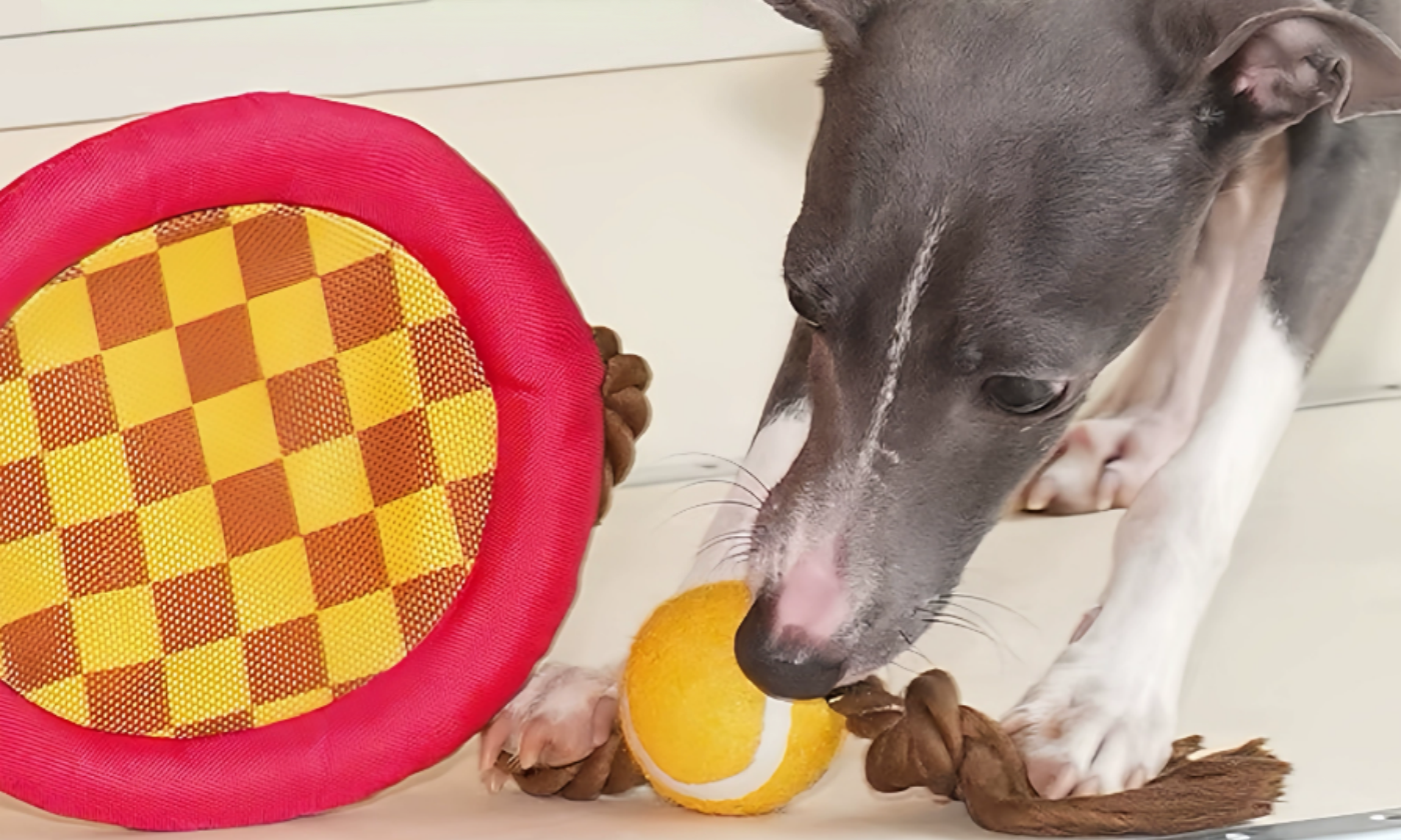 Tennis Racket Rope Dog Toy: Tug, Fetch, Squeak—In One Clean Design