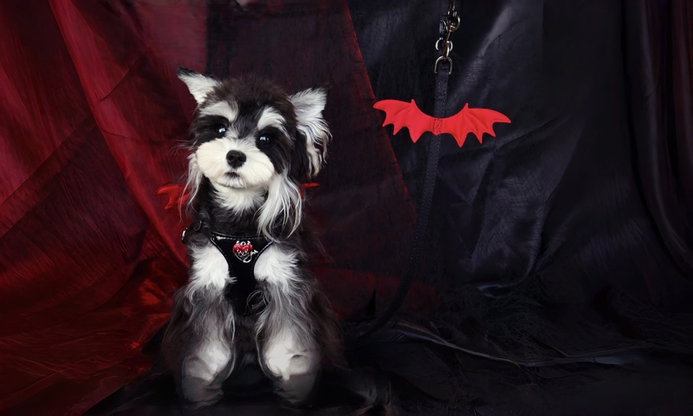 The Devil-Wing Harness: A Statement Walk, With Real-World Comfort