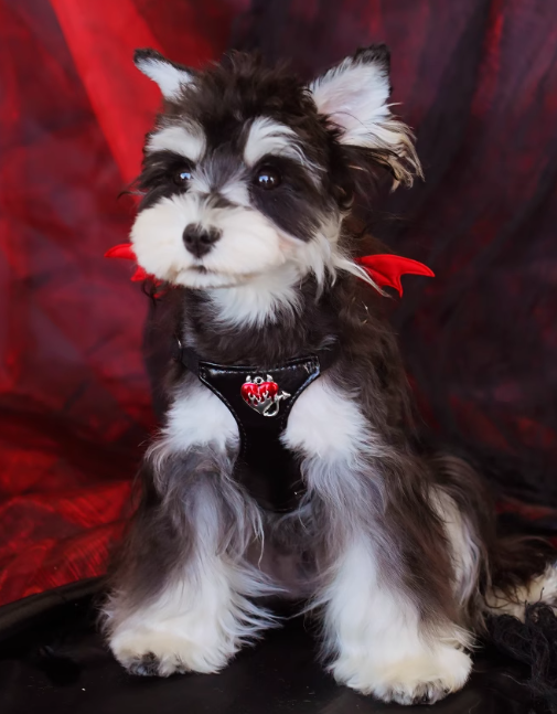 Puppytie Devil-Wing Small Dog Vest Harness