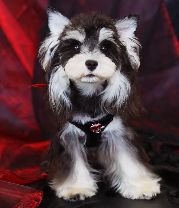 Puppytie Devil-Wing Small Dog Vest Harness